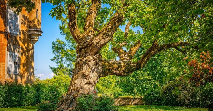 Ask Dr. Phipps: Tree Troubles