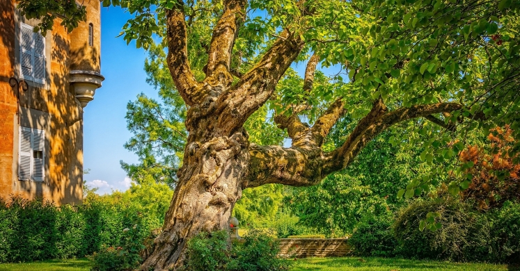 Ask Dr. Phipps: Tree Troubles Ask Dr. Phipps: Tree Troubles