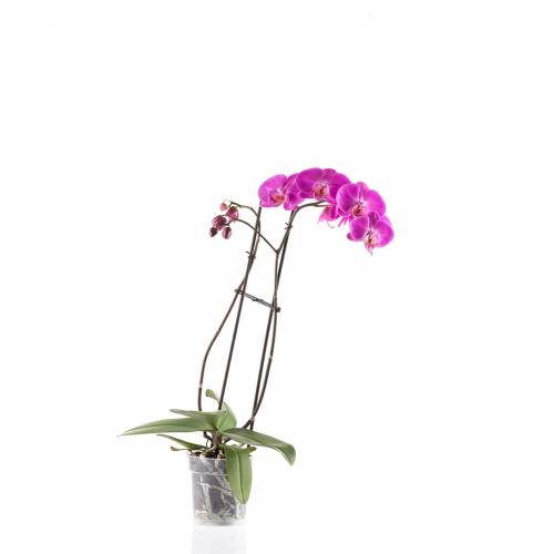 Ask Dr. Phipps: Orchid Care