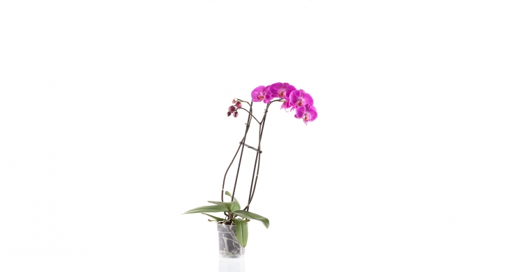 Ask Dr. Phipps: Orchid Care