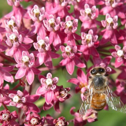 Ask Dr. Phipps: Growing Milkweed