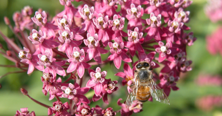 Ask Dr. Phipps: Growing Milkweed