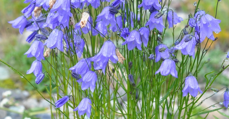 Ask Dr. Phipps: Campanula Query Ask Dr. Phipps: Campanula Query