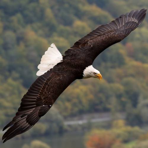 #bioPGH Blog: Bald Eagles