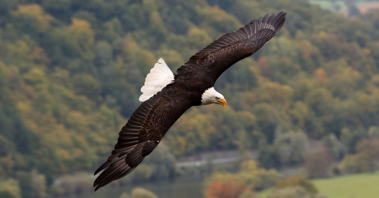 #bioPGH Blog: Bald Eagles