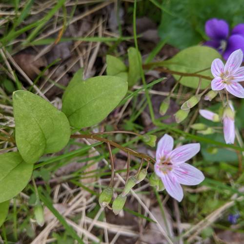 Using Plant Identification Apps to Celebrate Earth Day