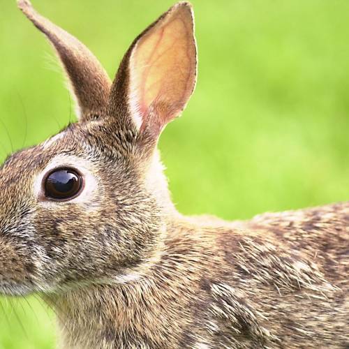 #bioPGH Blog: A Laudable Lagomorph