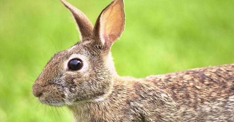 #bioPGH Blog: Down the Rabbit Hole – Exploring Spring and its Stories #bioPGH Blog: Down the Rabbit Hole – Exploring Spring and its Stories