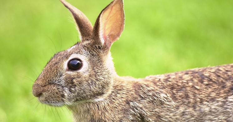 #bioPGH Blog: A Laudable Lagomorph