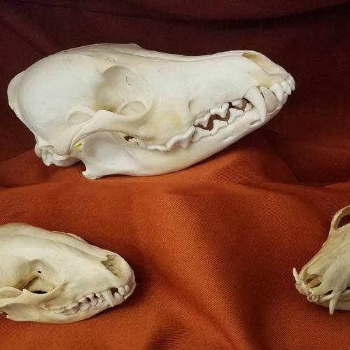 #bioPGH Blog: The Secrets of Skulls