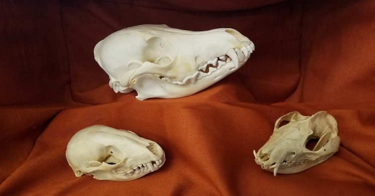 #bioPGH Blog: Decoding the Mysteries of Skulls!