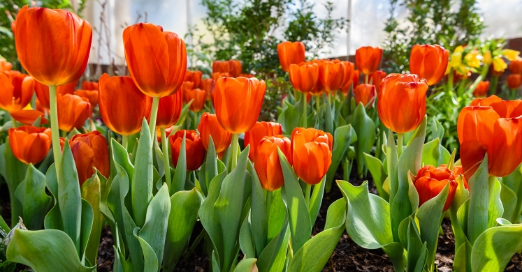 This Week at Phipps: March 5 – 11 This Week at Phipps: March 5 – 11