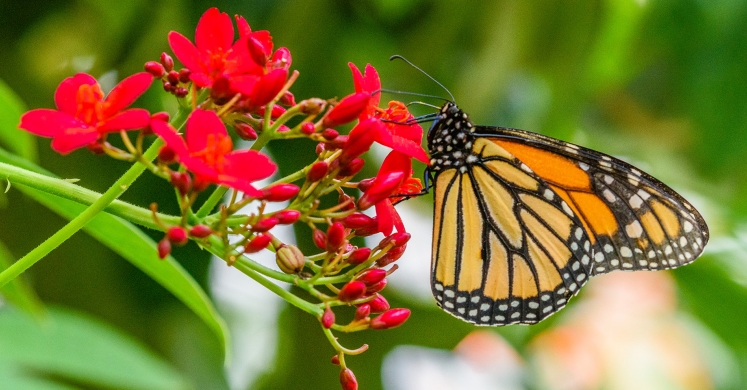 This Week at Phipps: April 16 – 22 This Week at Phipps: April 16 – 22