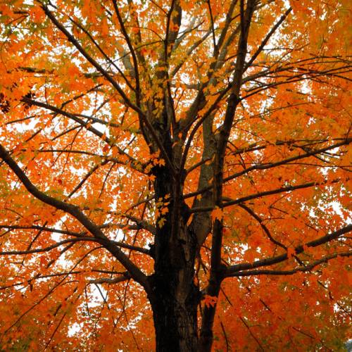 #bioPGH Blog: Fall Foliage