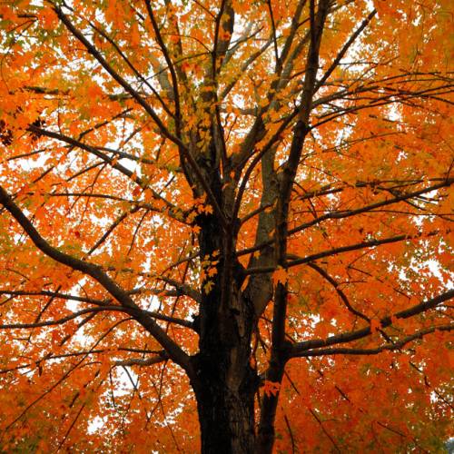 Leaf Color Wheel Activity