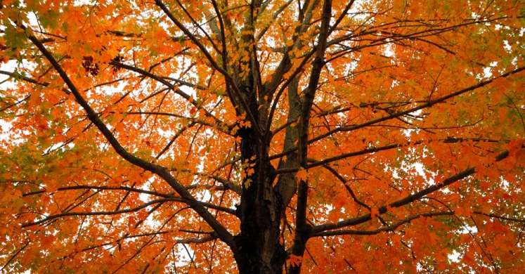 Leaf Color Wheel Activity