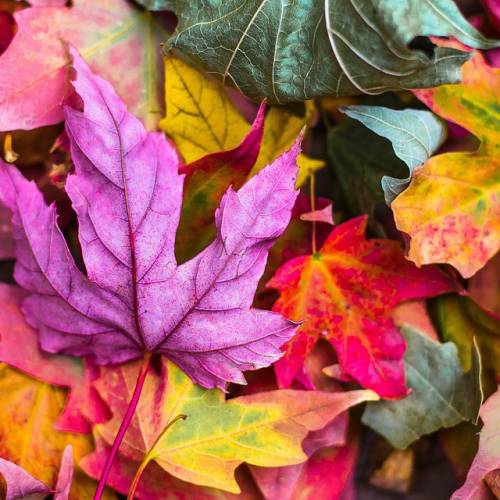 #bioPGH: Fantastic Foliage and Where to Find It