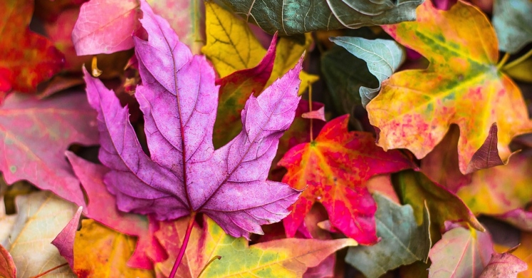 #bioPGH: Fantastic Foliage and Where to Find It