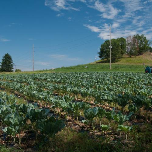 Policy Update: The Farm Bill