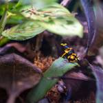 Animals of Tropical Forest Panama