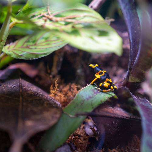 Animals of Tropical Forest Panama
