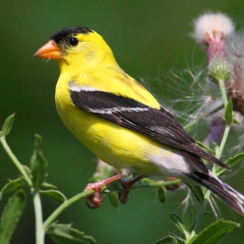 #bioPGH Blog: Goldfinches