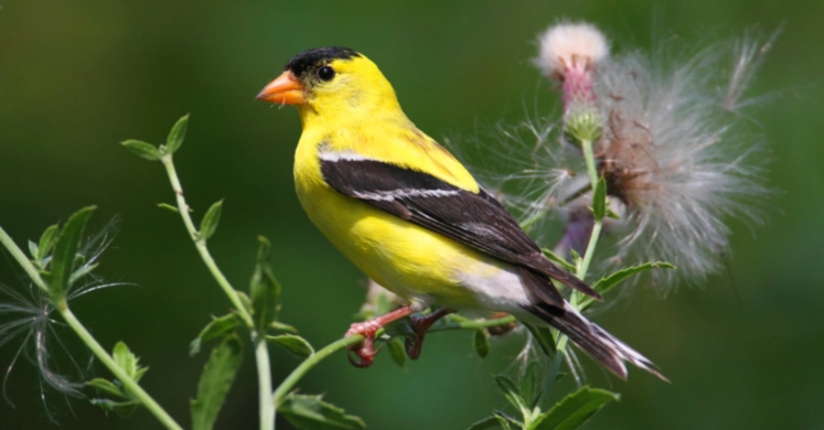 #bioPGH Blog: Goldfinches