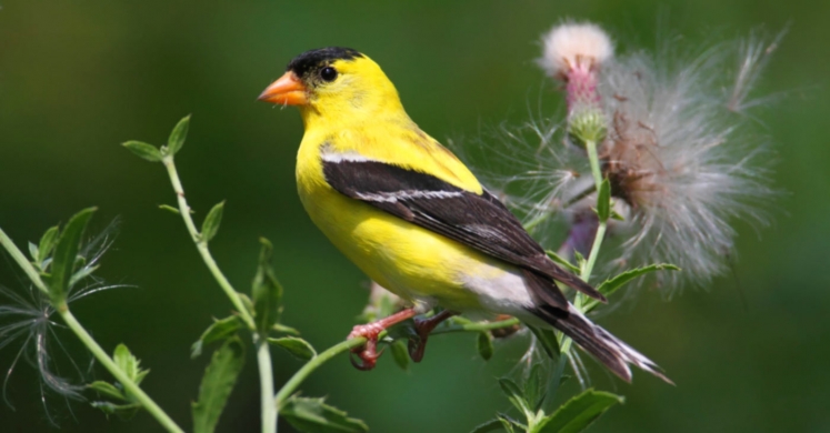 #bioPGH Blog: Goldfinches #bioPGH Blog: Goldfinches