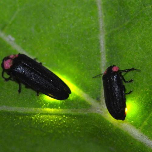 #bioPGH Blog: Fireflies in the Headlines