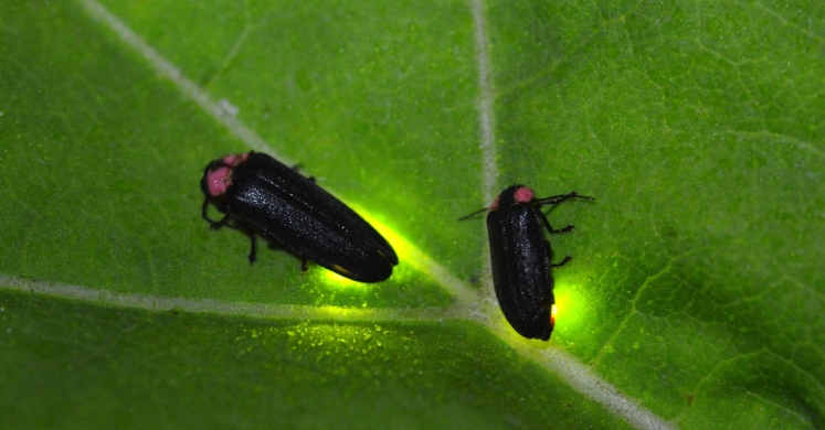 #bioPGH Blog: Fireflies in the Headlines