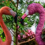Jungle Creatures and Fantastic Features: Flamingos