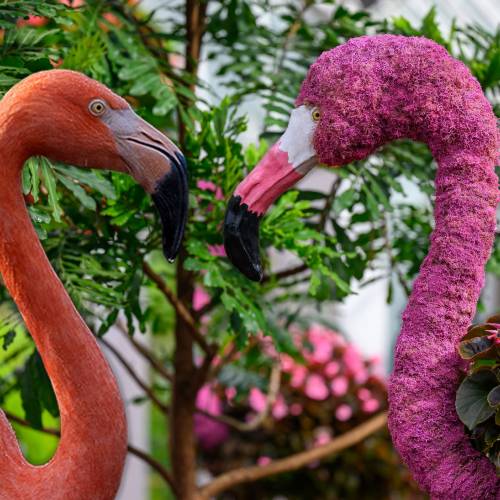 Jungle Creatures and Fantastic Features: Flamingos