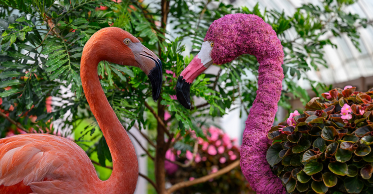 Jungle Creatures and Fantastic Features: Flamingos Jungle Creatures and Fantastic Features: Flamingos