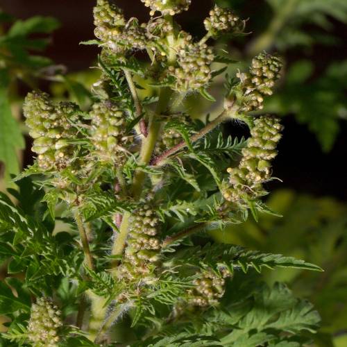 #bioPGH Blog: Ragweed