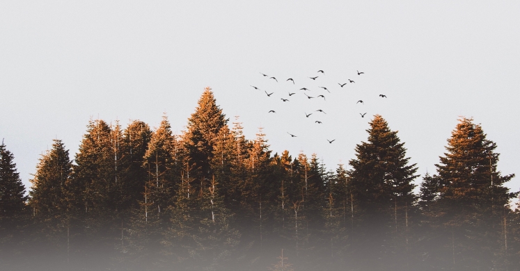 The Biophilic Mind: Relaxing to the Sounds of Nature The Biophilic Mind: Relaxing to the Sounds of Nature