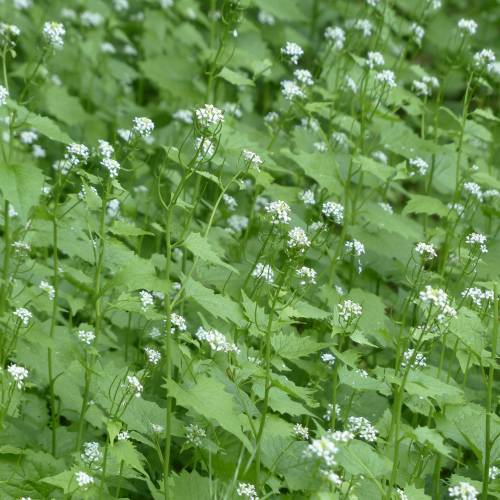 Garlic Mustard Pesto