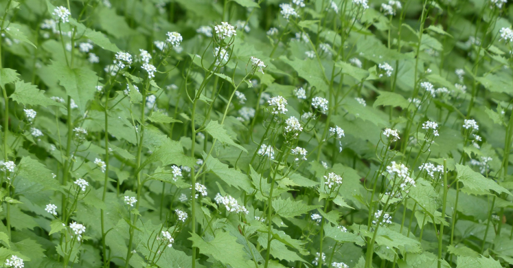 Garlic Mustard Pesto