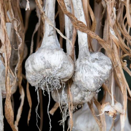 Harvesting Homegrown Garlic