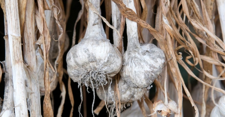 Harvesting Homegrown Garlic