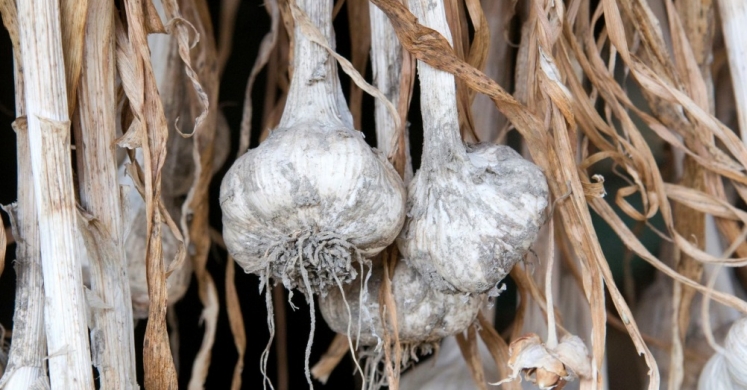 Harvesting Homegrown Garlic Harvesting Homegrown Garlic