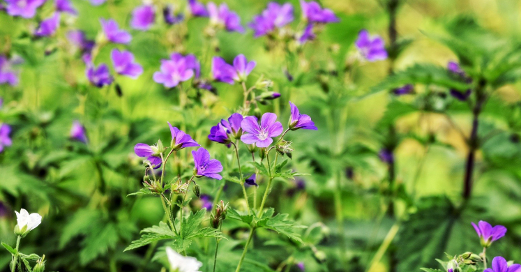 Ask Dr Phipps: Plant Recommendations Ask Dr Phipps: Plant Recommendations