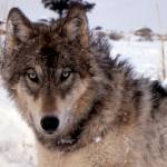 #bioPGH Blog: Dire Wolf Dilemma