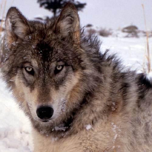 #bioPGH Blog: Dire Wolf Dilemma