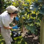 Greener Gardening: Lanternflies