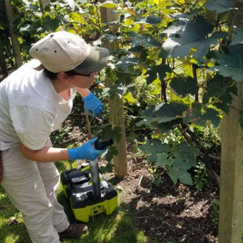 Greener Gardening: Lanternflies