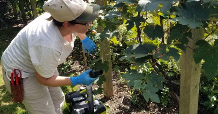 Greener Gardening: Lanternflies