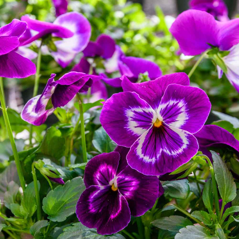 Blog Phipps Conservatory and Botanical Gardens Pittsburgh PA