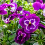 This Week at Phipps: March 6 – 12