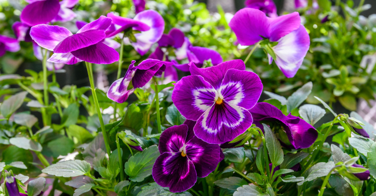 This Week at Phipps: March 6 – 12 This Week at Phipps: March 6 – 12