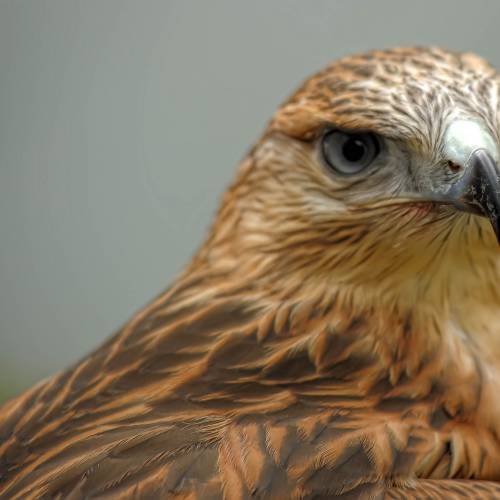 #bioPGH Blog: Raptors